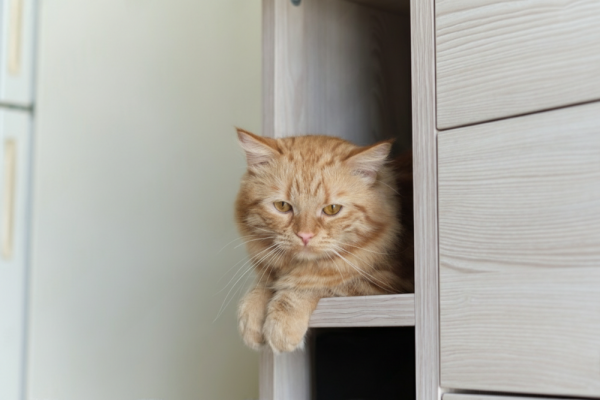 animal-change-comportement-comment-aider communication animale