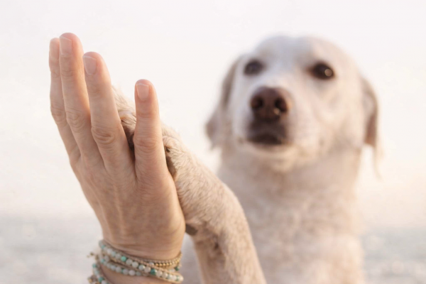 Communication animale chien