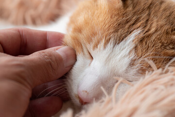 communication animale chat communiquer avec son chat