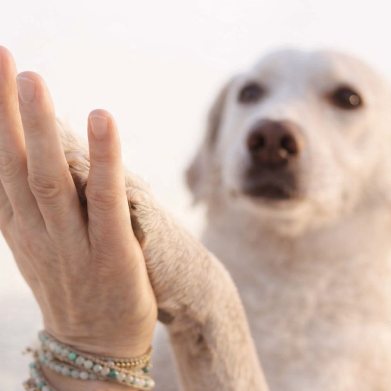 Communication animale chien