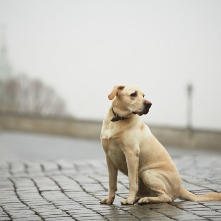 animal perdu communication animale