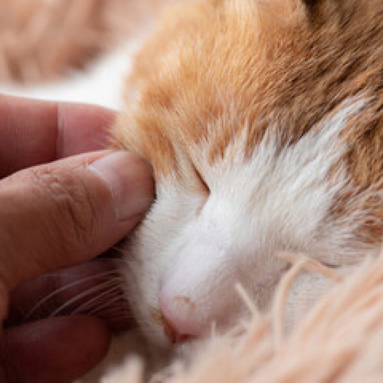 communication animale chat communiquer avec son chat