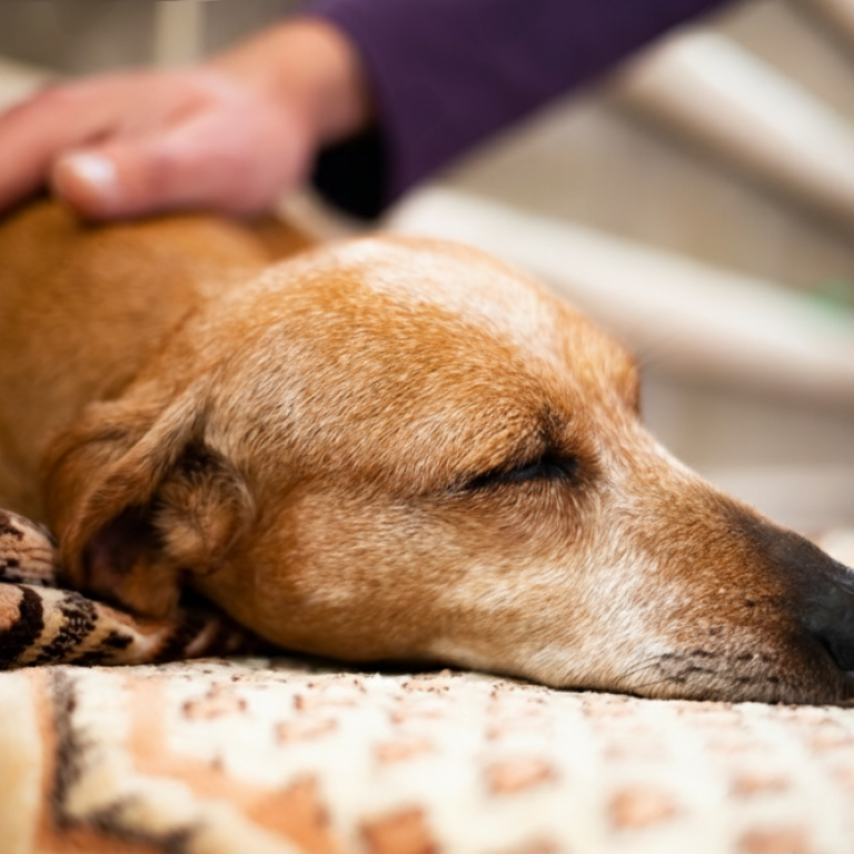 communication animale fin de vie